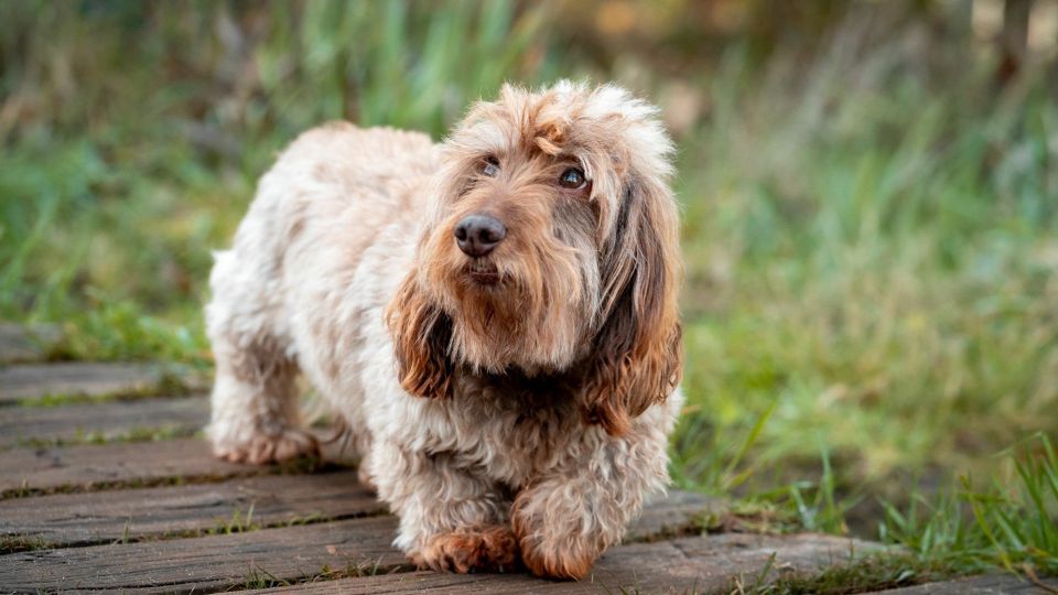 Dachshund (Long Haired)